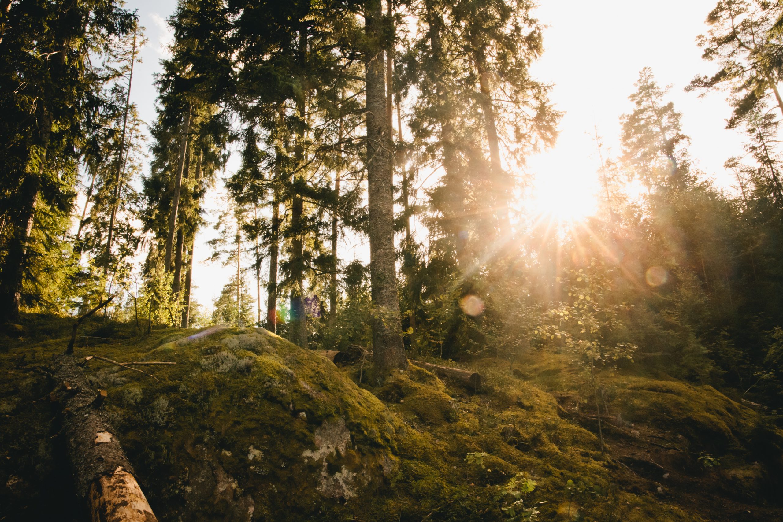 BorkhPhotography_Schweden_232